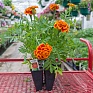 Бархатцы отклоненные (Tagetes patula)