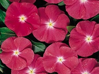 Катарантус розовый (Heatwave)