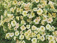 Петуния ампельная гибридная (Diamond F1)