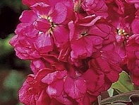 Левкой седой (Vintage)