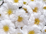 Портулак крупноцветковый (Sundial F1)