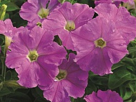 Петуния мелкоцветковая (Picobella F1)