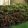 Колеус гибридный (Coleus х hybrida)