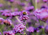 Вербена буэнос-арейская