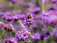 Вербена буэнос-арейская (Vanity)