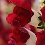 Львиный зев (Антирринум) большой (Antirrhinum majus)