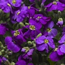 Аубриета гибридная (Aubrieta hybrida)