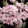 Левкой седой (Matthiola incana)