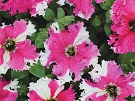 Петуния крупноцветковая (Чехия) бахромчатая (Karkulka F1)