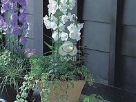 Колокольчик персиколистный (Takion F1)