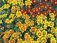 Бархатцы тонколистные (Starfire)