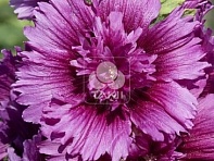 Мальва (Штокроза) розовая (Spring Celebrities)