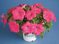 Петуния многоцветковая (Hurrah F1)