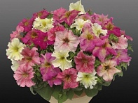 Петуния ампельная гибридная (Capri F1)