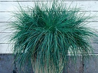 Овсяница сизая (Festina)