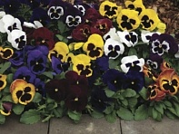 Виола Виттрока (Mammoth F1)