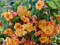 Бегония клубневая махровая ампельная (Sun Dancer F1)
