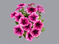 Петуния многоцветковая (генетически компактная) (Mambo GP F1)