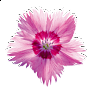 Гвоздика серовато-голубая (Dianthus gratianopolitanus) Гвоздика серовато-голубая (Dianthus gratianopolitanus)