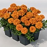 Бархатцы отклоненные (Tagetes patula)