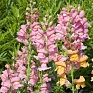 Львиный зев (Антирринум) большой (Antirrhinum majus)