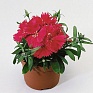 Гвоздика китайская (Dianthus chinensis)