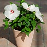 Гибискус мускусный (Hibiscus moscheutos)
