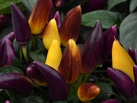 Перец летний (Salsa)