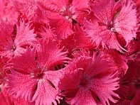 Гвоздика турецкая (Bouquet F1)