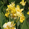Канна садовая (Canna generalis)