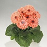 Гербера Джемсона (Gerbera jamesonii)