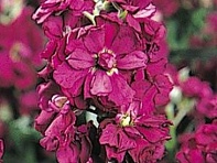 Левкой седой (Vintage)