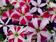 Петуния крупноцветковая (Tango F1)