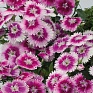 Гвоздика гибридная (Dianthus interspecific)
