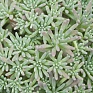 Седум краснеющий (Sedum rubens)