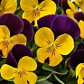 Виола рогатая (Viola cornuta)
