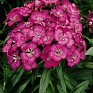 Гвоздика турецкая (Dianthus barbatus)