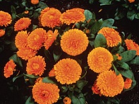 Календула лекарственная (Bon Bon)