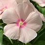 Катарантус розовый ампельный (Vinca rosea)