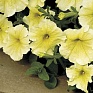 Петуния ампельная гибридная (Petunia х hybrida)