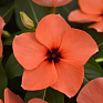 Катарантус розовый (Vinca rosea)