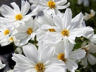 Космея дваждыперистая (Apollo F1)