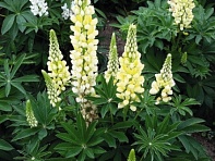 Люпин многолистный (Lupini)