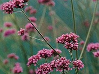 Вербена буэнос-айресская ()