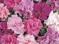 Петуния крупноцветковая махровая