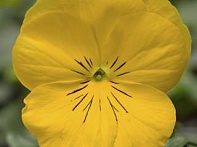 Виола Виттрока