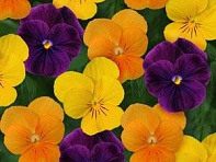 Виола рогатая (Sorbet XP F1)