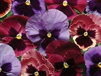 Виола виттрока (Matrix F1)