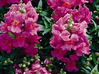 Львиный зев (Антирринум) большой (Chimes F1)