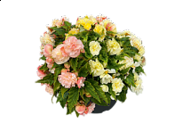 Бегония клубневая махровая ампельная (Nonstop Joy F1)